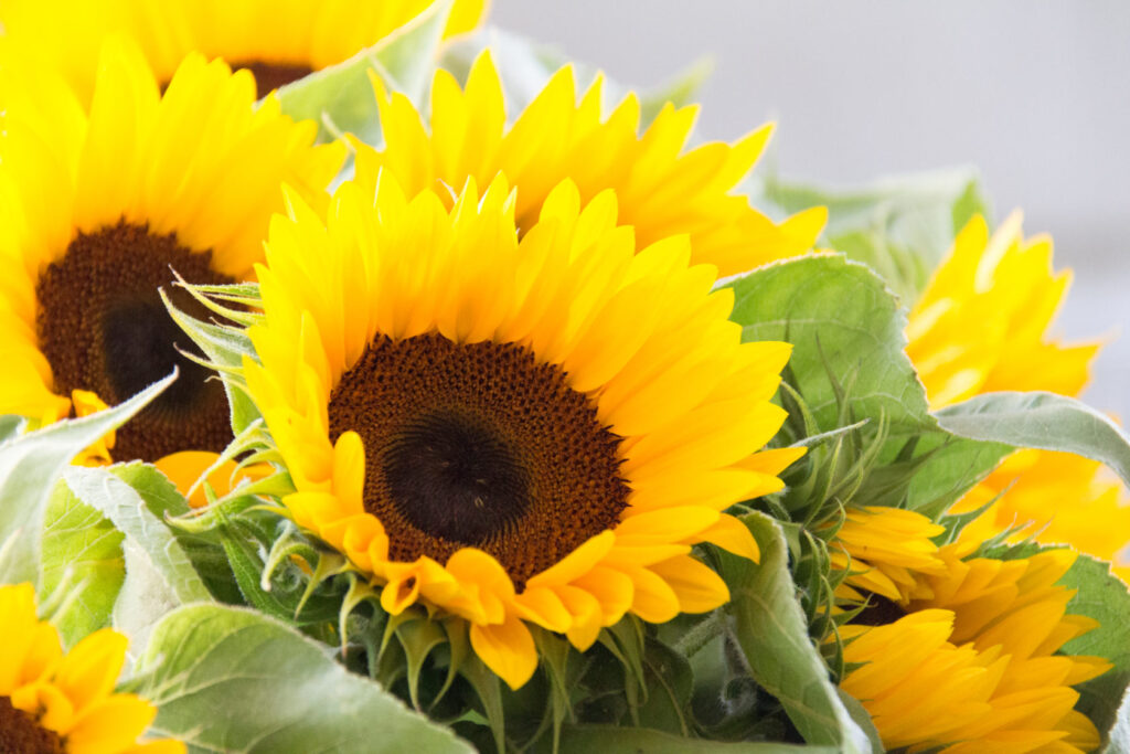 Sonnenblumen